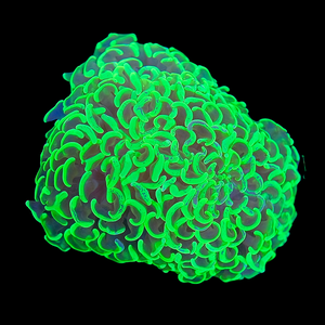 Green Hammer Coral WYSIWYG (10cm)