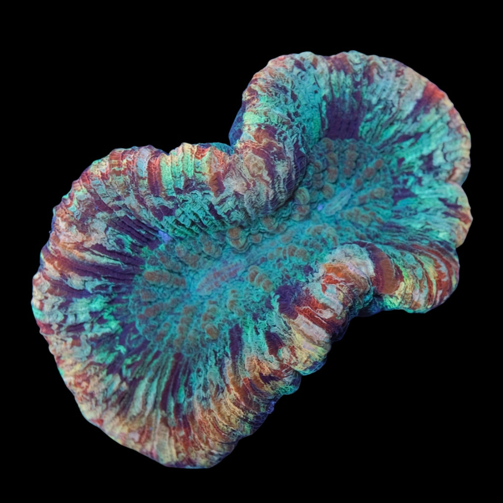 Rainbow Trachyphyllia WYSIWYG