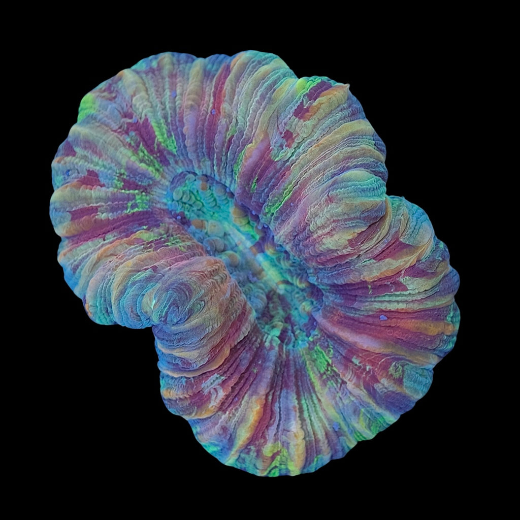 Ultra Trachyphyllia 2 (7cm) WYSIWYG