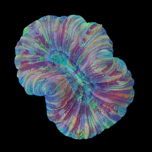 Ultra Trachyphyllia 2 (7cm) WYSIWYG