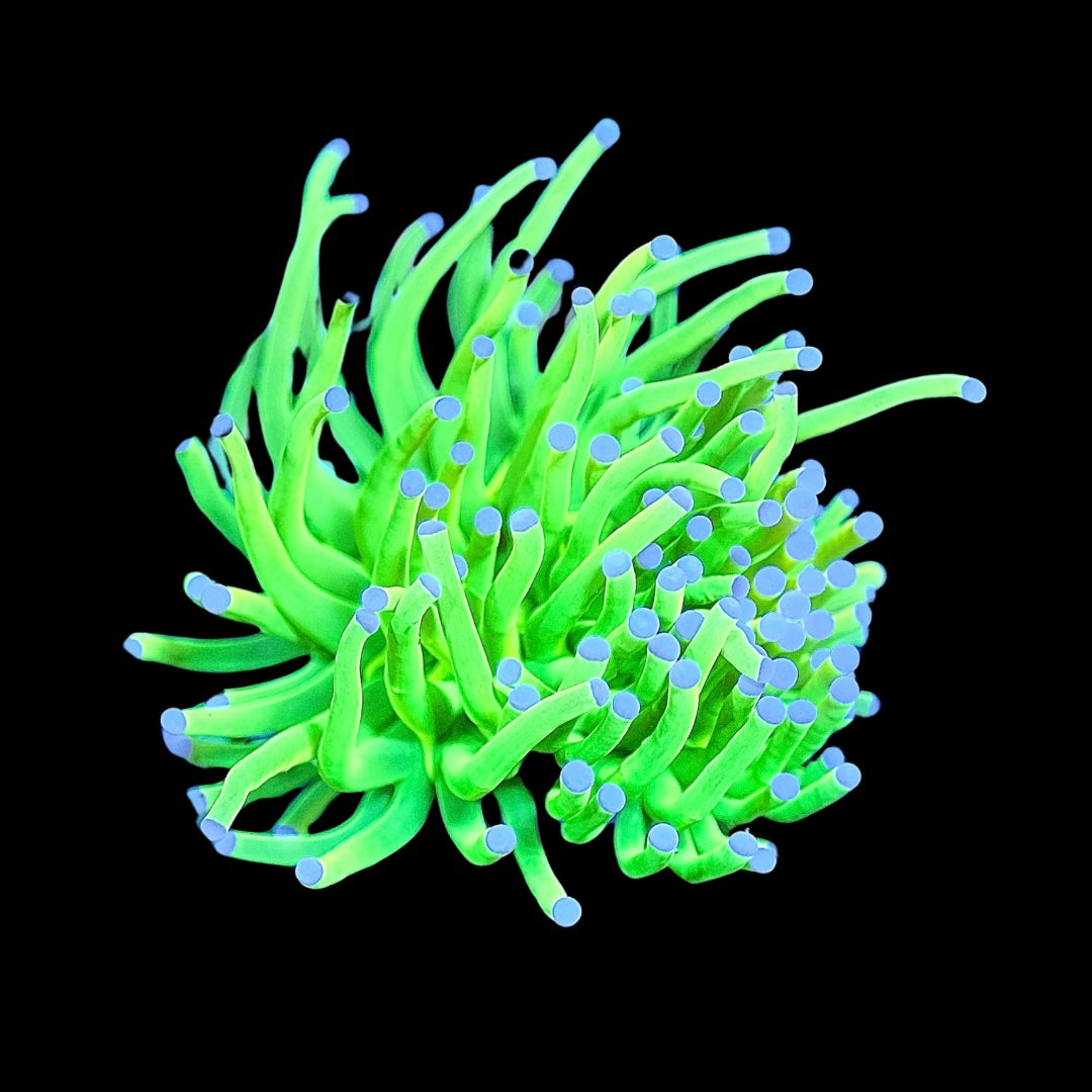 Holy Grail Torch Coral (Branching) – PrestigeReef