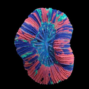 Ultra Trachyphyllia 4 WYSIWYG