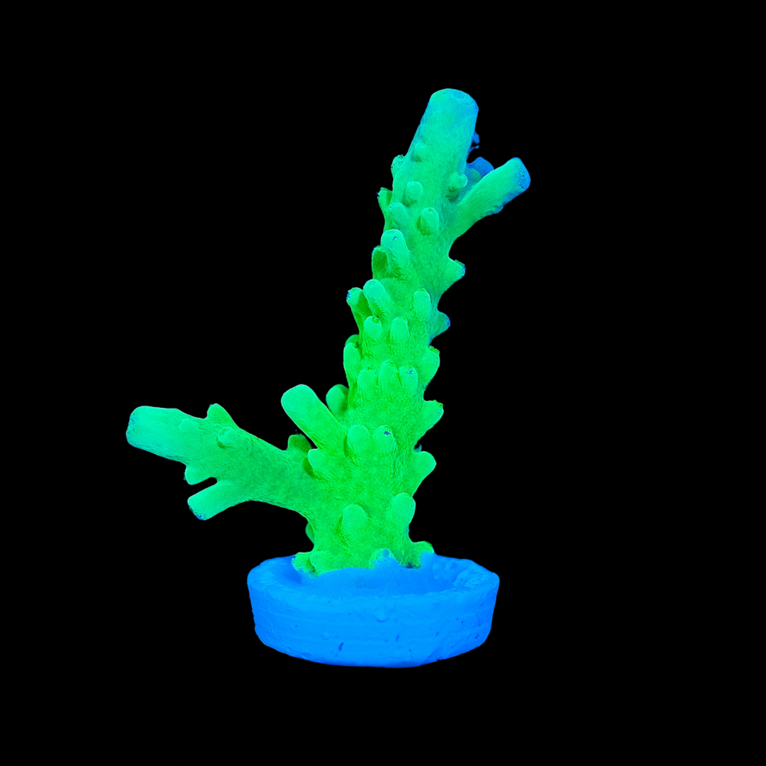 Toxic Green Acropora