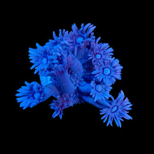 Eclipse Goniopora