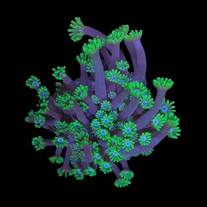 Green and Blue Alveopora