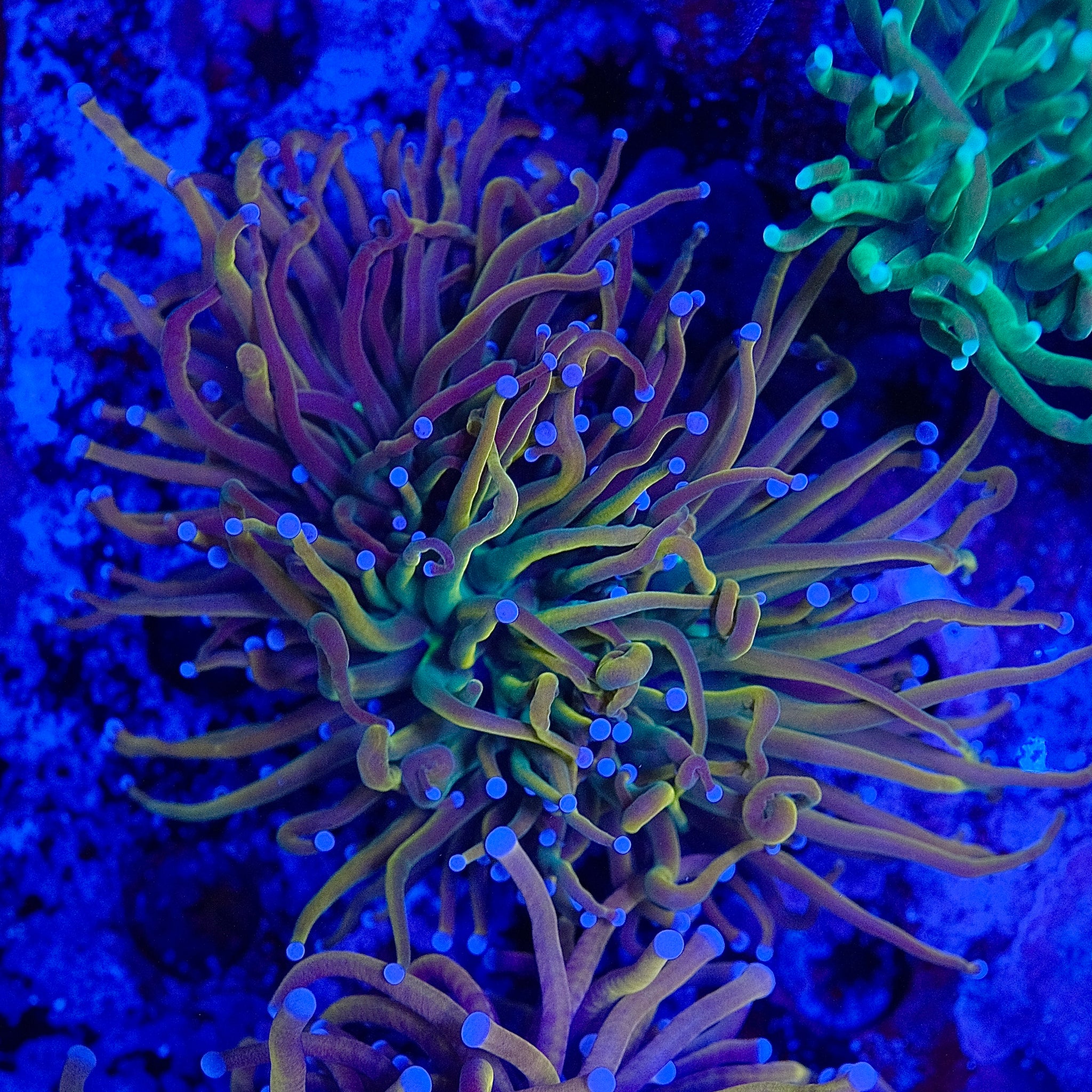 Holy Grail Torch Coral (Branching)