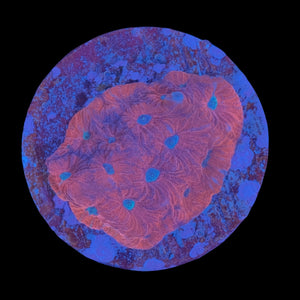 Bloodshot Favia