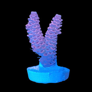 Pink Millepora