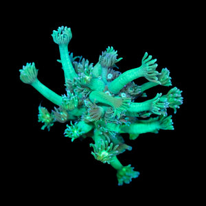 Toxic Green Goniopora