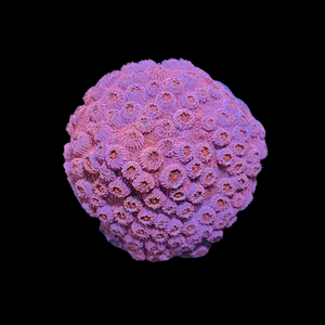 Pink Lady Cyphastrea