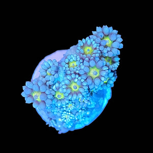 Lime Dot Goniopora