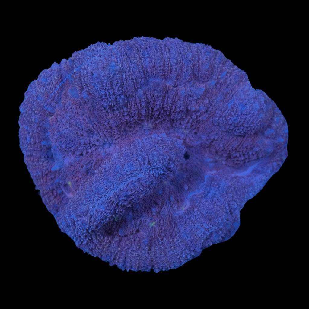 Purple Symphyllia (10cm)