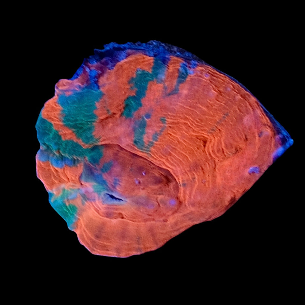Dark Bleeding Apple Scolymia WYSIWYG