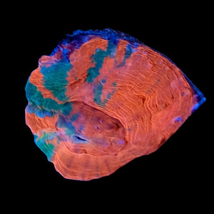 Dark Bleeding Apple Scolymia WYSIWYG