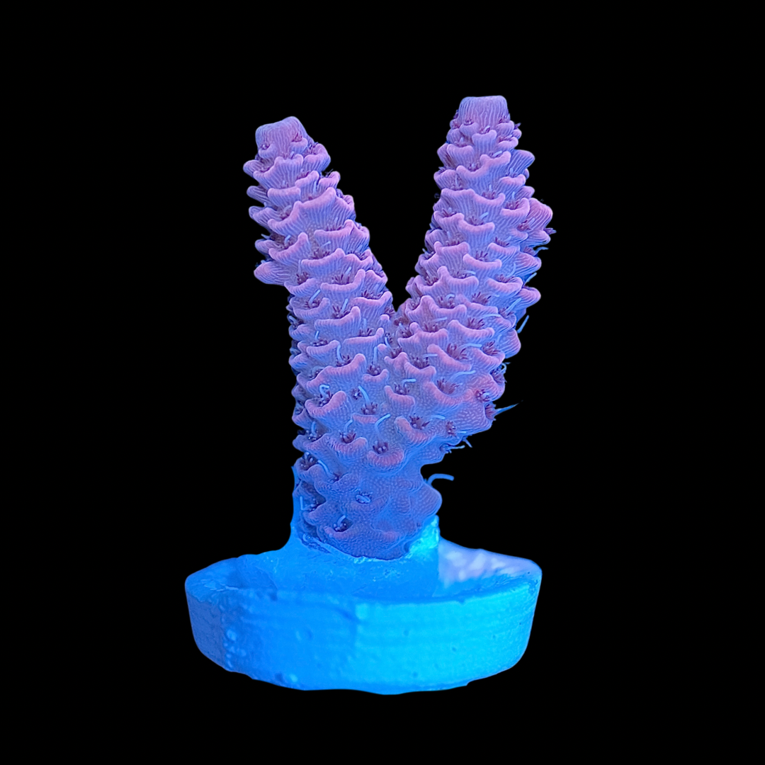 Pink Millepora