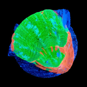 Bleeding Apple Scolymia WYSIWYG