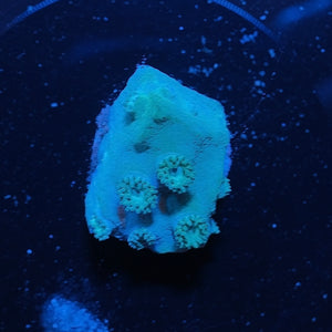 Green Turbinaria WYSIWYG
