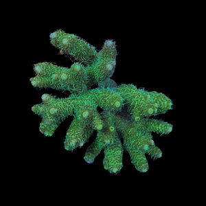 Green Millepora Colony WYSIWYG