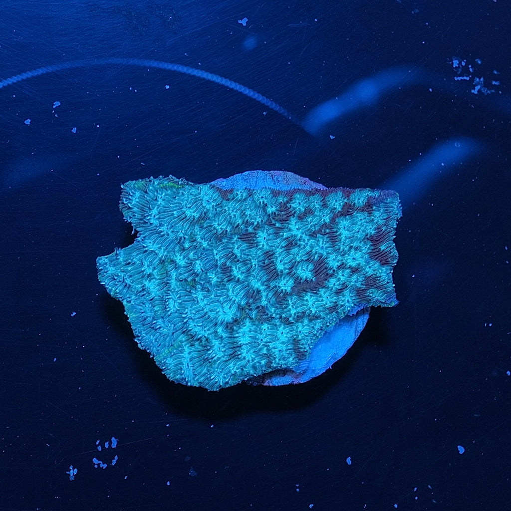 Ice God Leptoseris WYSIWYG