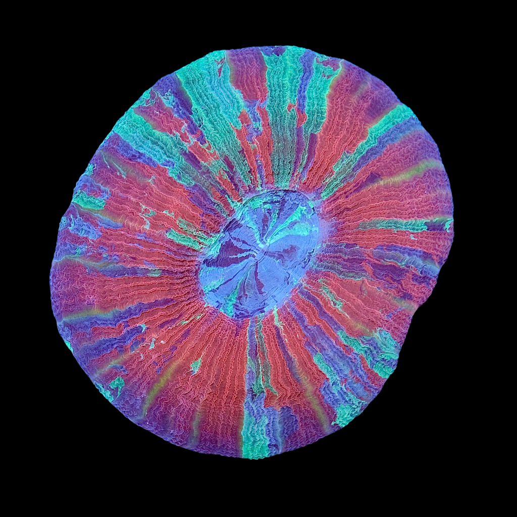 Ultra Trachyphyllia 1 (10cm) WYSIWYG