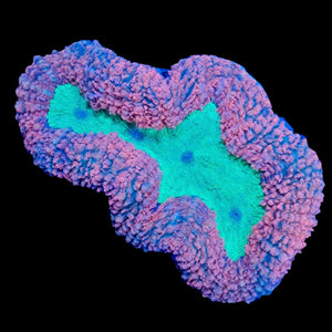 Pink and Green Lobophyllia WYSIWYG
