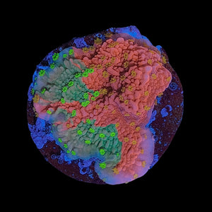 Sunfire Grafted Montipora