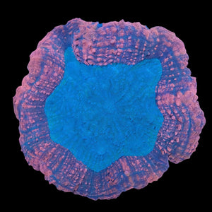 Pink and Teal Lobophyllia WYSIWYG (11cm)