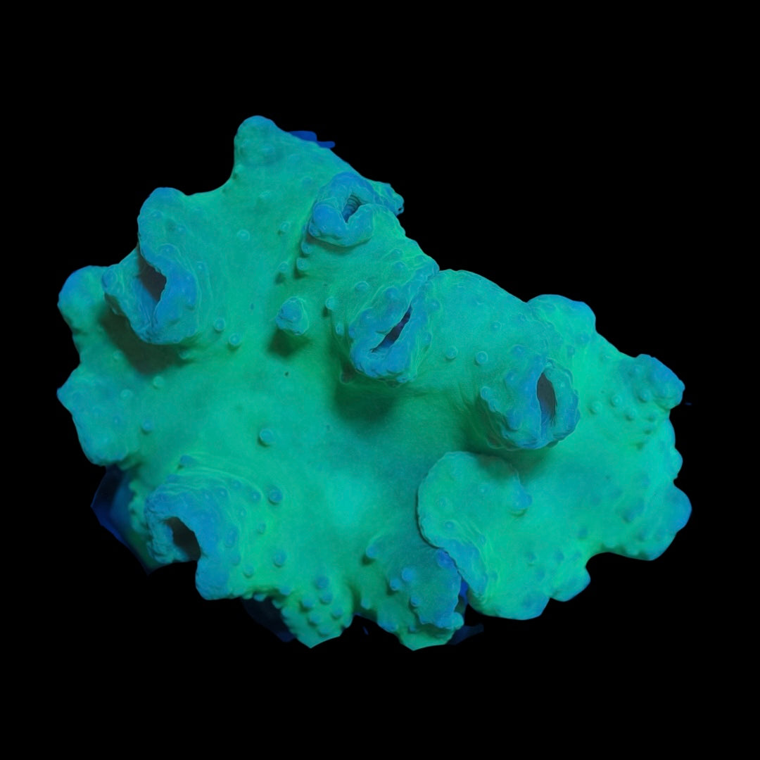 Ultra Green Cabbage Coral (10cm)