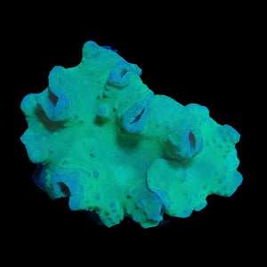 Ultra Green Cabbage Coral (10cm)