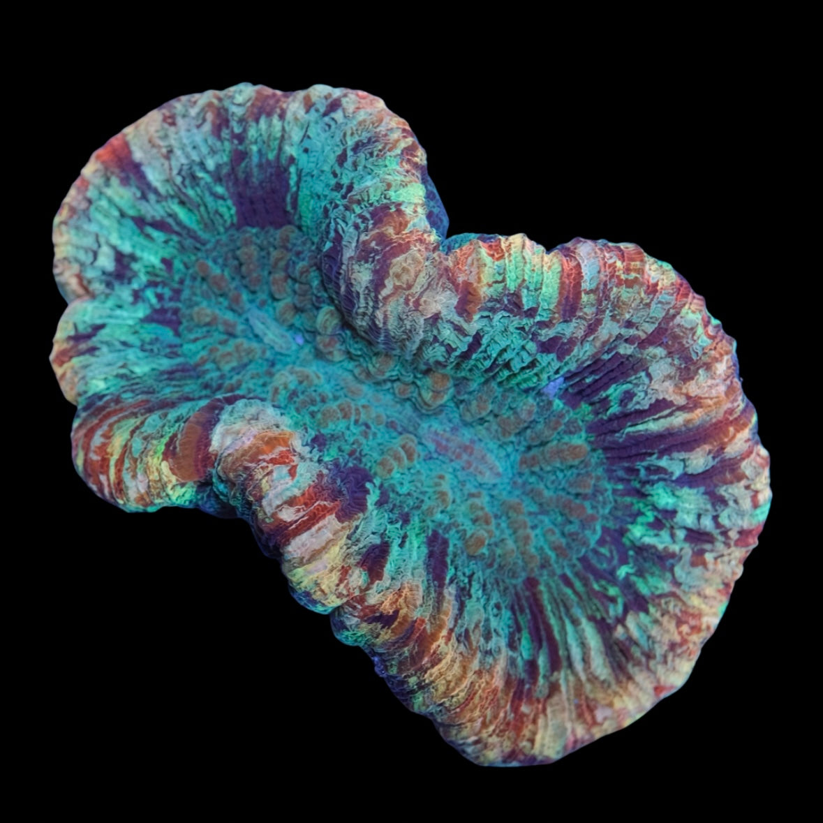 Rainbow Trachyphyllia WYSIWYG