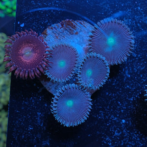 Purple Bee and ice Giant Zoas WYSIWYG