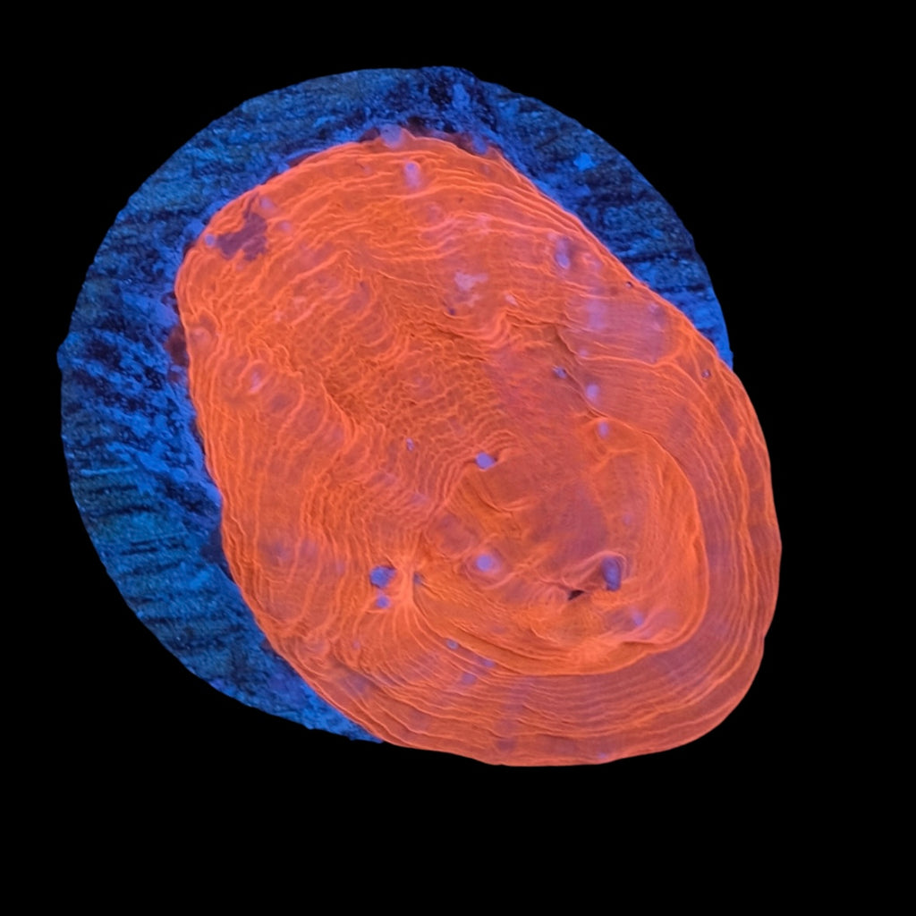 Red Scolymia WYSIWYG
