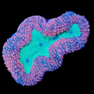 Pink and Green Lobophyllia WYSIWYG