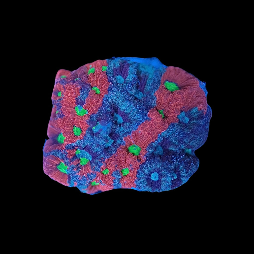 Vision War Coral (Favites pentagona)