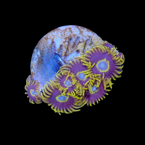 Blue Hornet Zoas