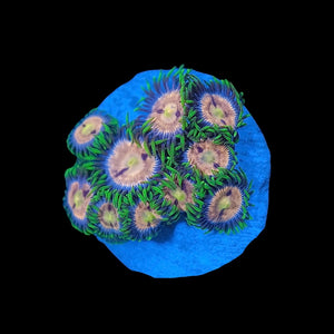 Laser Lemon Zoas