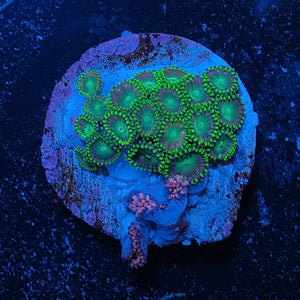 Radioactive Dragoneye Zoas WYSIWYG