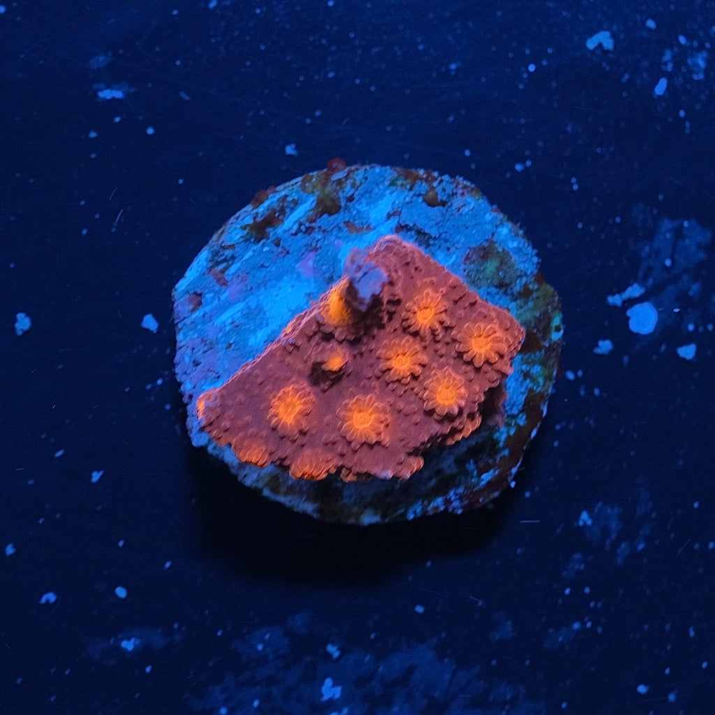 Red Brick Cyphastrea WYSIWYG