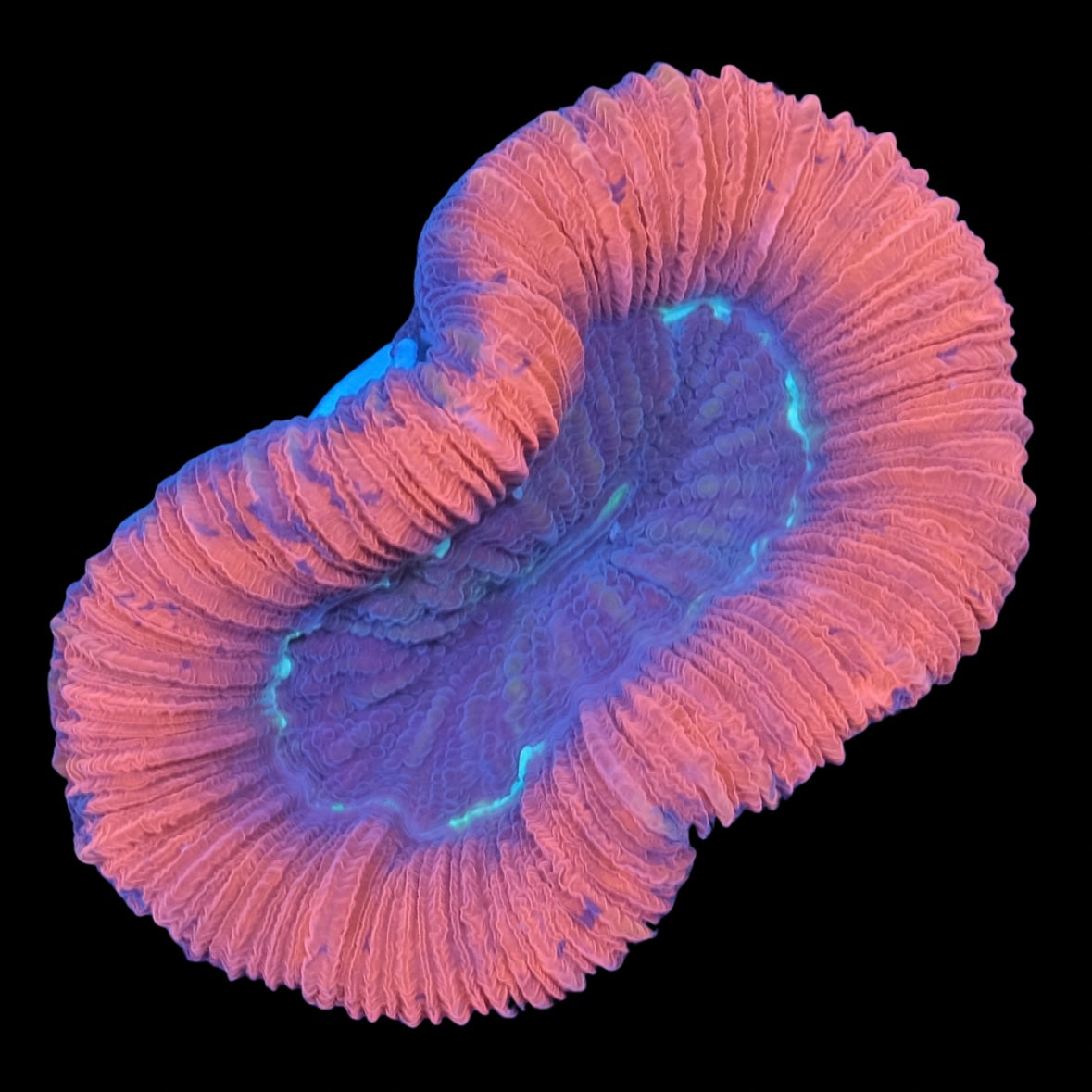 Red Trachyphyllia WYSIWYG