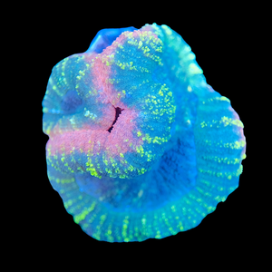 Pink Rim Lobophyllia (Large WYSIWYG)