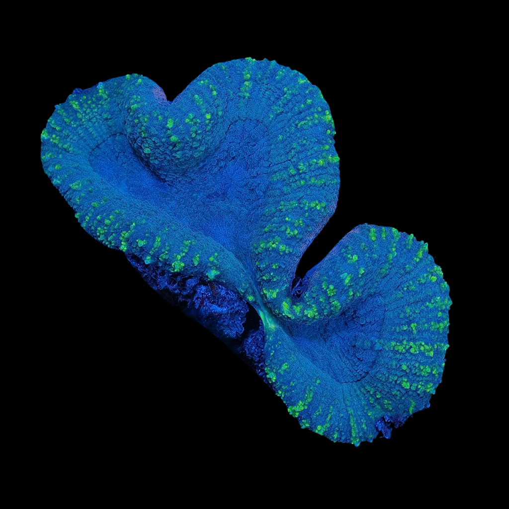 Green Lobophyllia