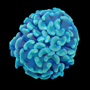 Gold Hammer Coral (Branching)