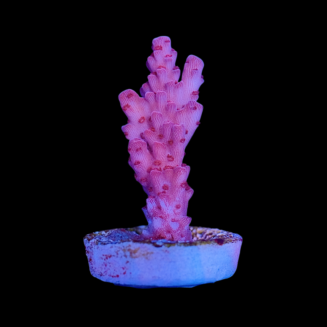 Raspberry Acropora