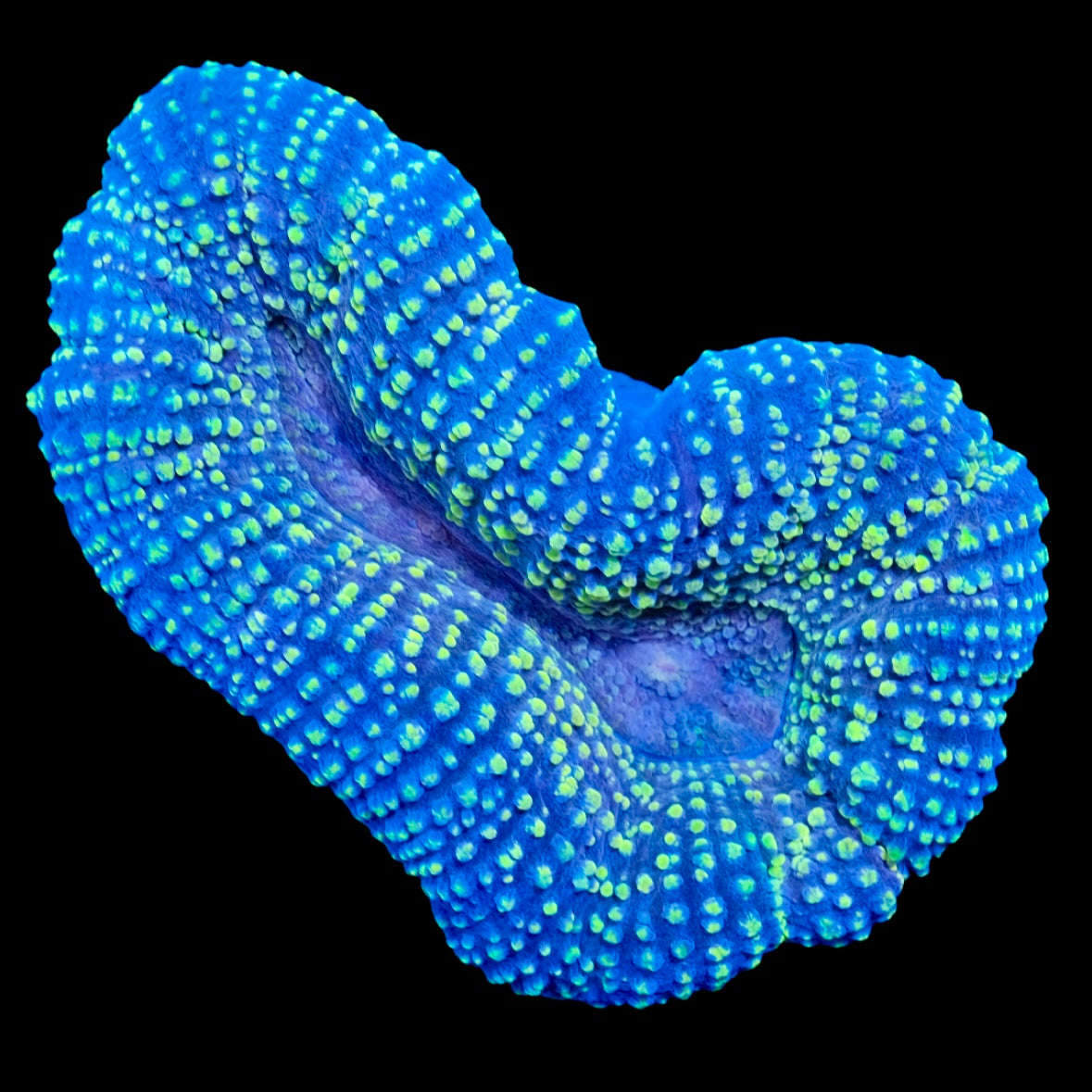 Golden Lobophyllia