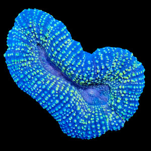 Golden Lobophyllia