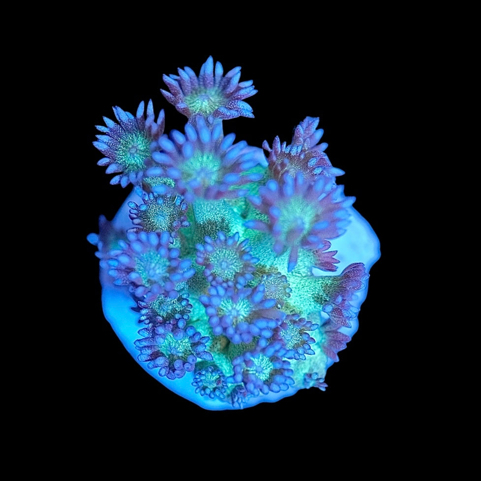 Glitter Bomb Goniopora PrestigeReef