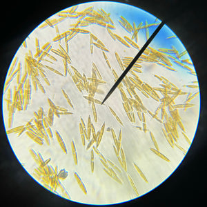 Microscopic Water Analysis