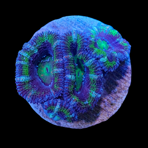 Green and Blue Acanthastrea Lordhowensis WYSIWYG