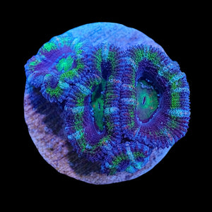 Green and Blue Acanthastrea Lordhowensis WYSIWYG