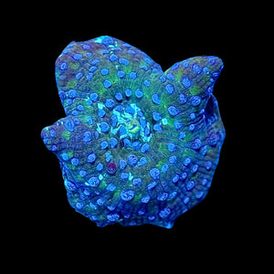 Blue Dot Mushroom